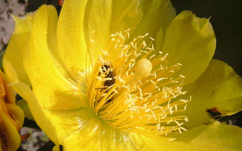 kaktusz virága, méh