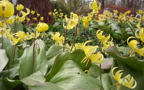 Erythronium revolutum - kakasmandikó