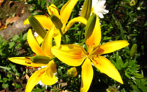 liliom, nyár, napsütés, sárga