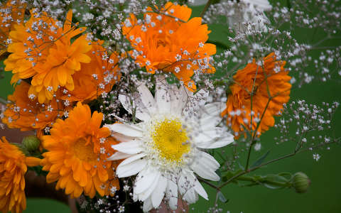körömvirág margaréta nyári virág névnap és születésnap