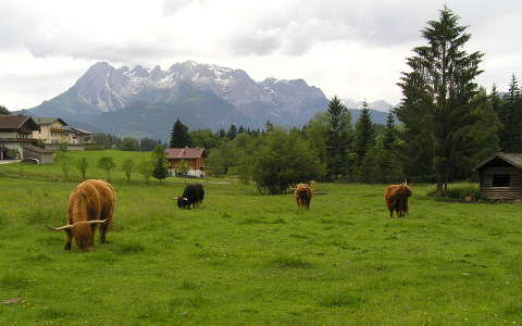 Ausztria Werfenweng skót felföldi marhák
