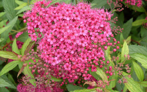 Pompás gyöngyvessző (Spiraea bumalda)