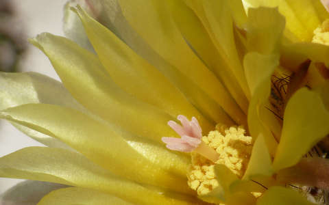 Kaktusz - Notocactus mammulosus