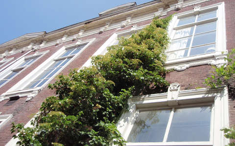 Hollandia, Haarlem