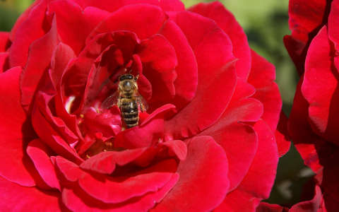 méh rovar rózsa
