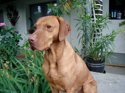 Magyar vizsla