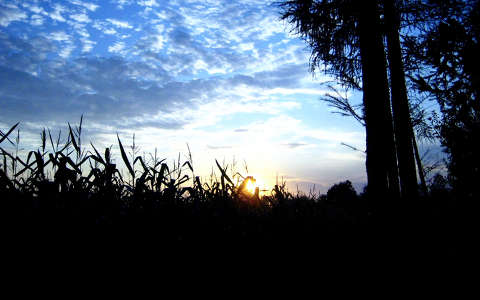 kukorica, napnyugta