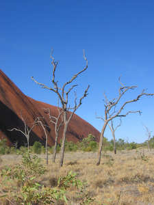 Fák az Uluru-nál