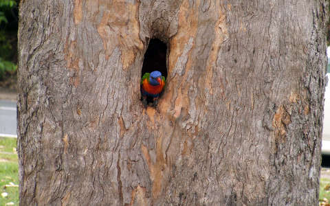 Egy szines pillanat. Papagáj Ausztráliában