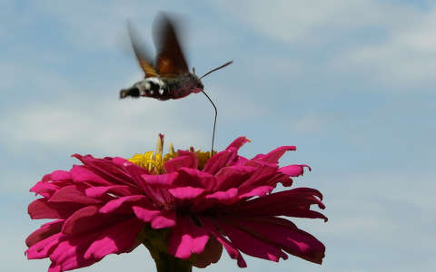 kacsafarkú szender lepke nyári virág rovar