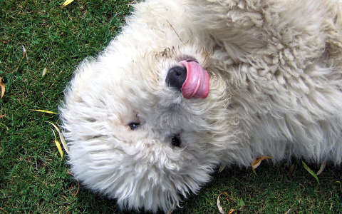Betyus, komondor kutyus