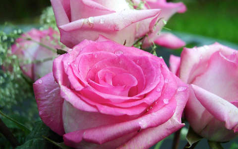 rózsa virágcsokor és dekoráció vízcsepp