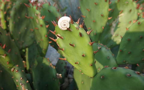 csiga kaktusz