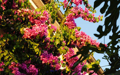 Bougainvillea