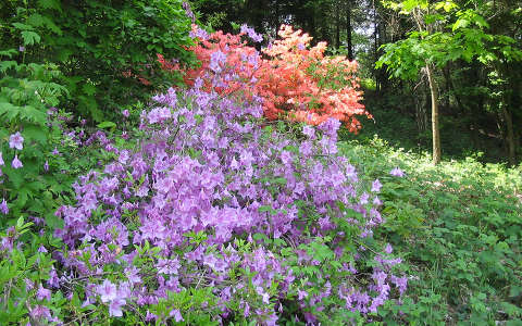 jeli arborétum kertek és parkok magyarország rododendron