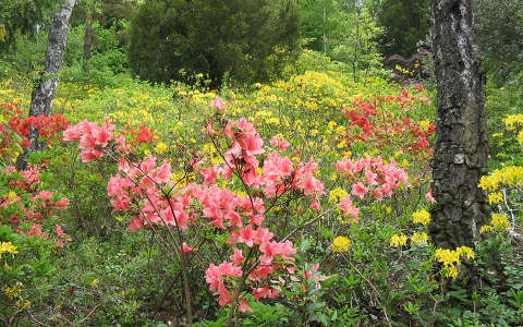 jeli arborétum rododendron