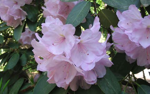 jeli arborétum rododendron