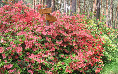 jeli arborétum kertek és parkok magyarország rododendron