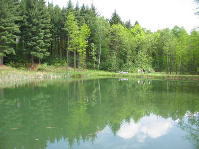 jeli arborétum kertek és parkok magyarország tó