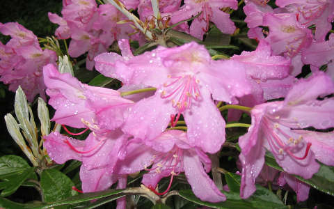 jeli arborétum rododendron