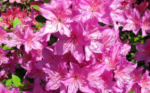 jeli arborétum rododendron tavaszi virág