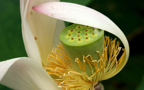 Nelumbo /nucifera