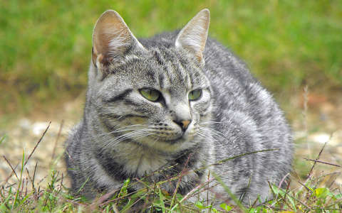 macska