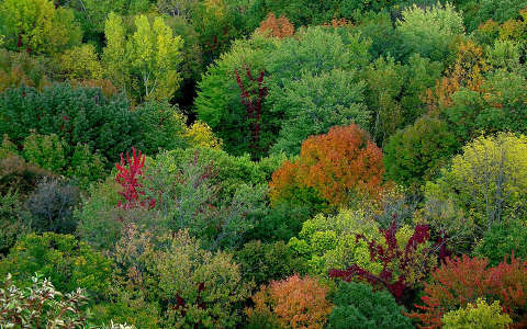 erdő fa ősz