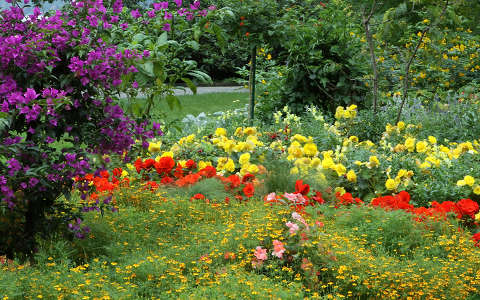 bougainvillea kertek és parkok nyári virág rózsa