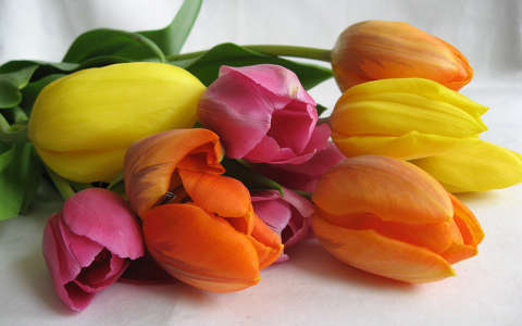 névnap és születésnap tulipán virágcsokor és dekoráció