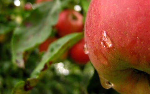 alma, vízcsepp, ősz