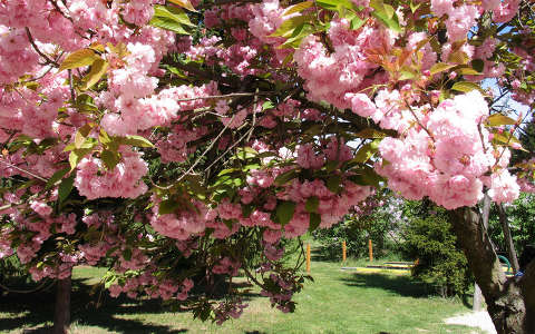 japán cseresznye kertek és parkok tavasz tavaszi virág