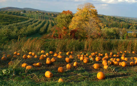 mező termény tök ősz