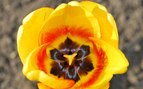 tulipánbelső