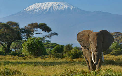 Elefánt és a Kilimandzsáró