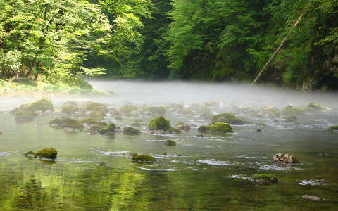 erdő köd moha tó