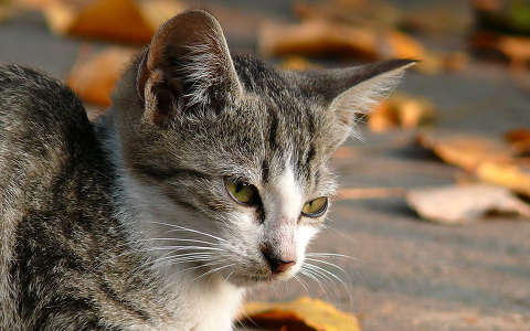 macska ősz