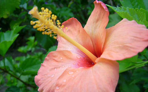 hibiszkusz trópusi virág vízcsepp