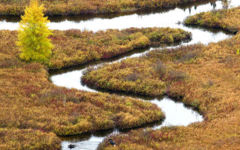 címlapfotó fa folyó ősz