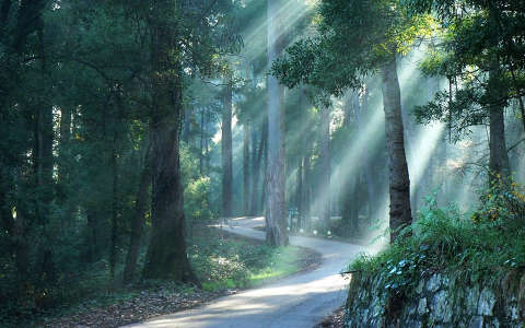 címlapfotó erdő fény út