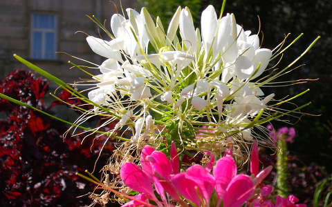 Kleopátra tűje ( Cleome speciosissima ) - Sopron.  fotó: Kőszály