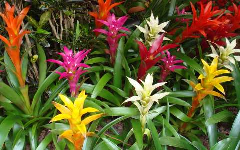 színes trópusi virág