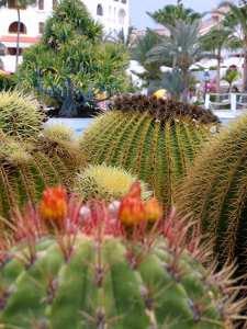 Tenerifei kaktuszka