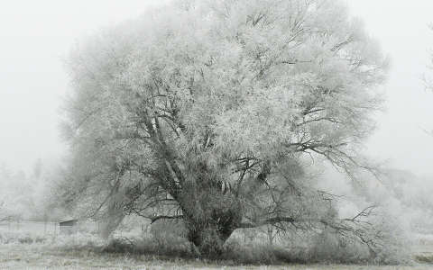 címlapfotó fa fekete-fehér zúzmara
