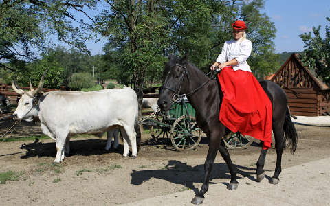 Sissy a Lázár lovasparkban Domonyvölgy