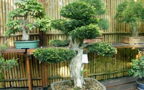 Bonsai a budapesti állatkertben