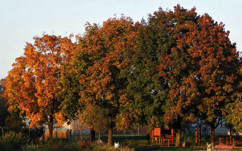 fa ősz