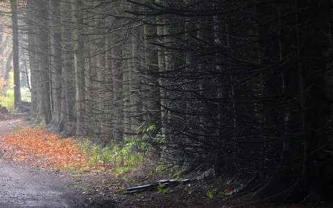címlapfotó erdő ősz
