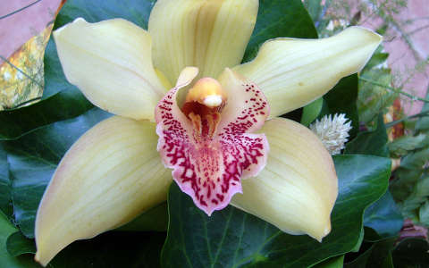 névnap és születésnap orchidea trópusi virág