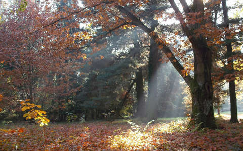 Szarvas - Arborétum ( Pepi kert ) - ősz - lombhullás a tölgyesben -  Fotó: Kőszály